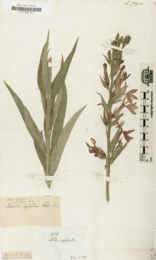 Alexander von Humboldt Lobelia fulgens